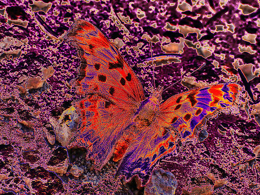 Butterfly Photograph - Satyr Angelwing Butterfly by Bruce Block