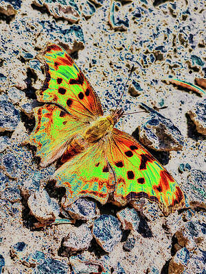 Butterfly Photograph - Satyr Angelwing Butterfly On The Ground by Bruce Block