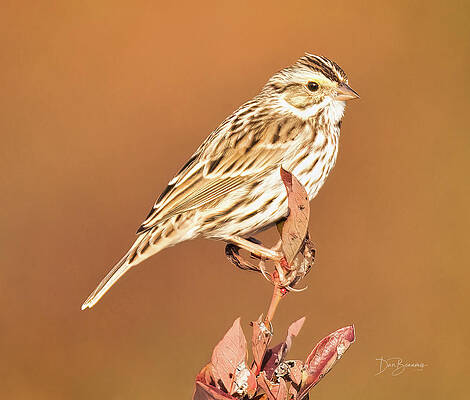 Wildlife Photograph - Savannah Sparrow 6724 by Dan Beauvais