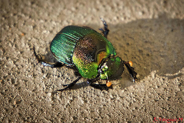Hawk Photograph - Scarab Beetle by Rene Vasquez