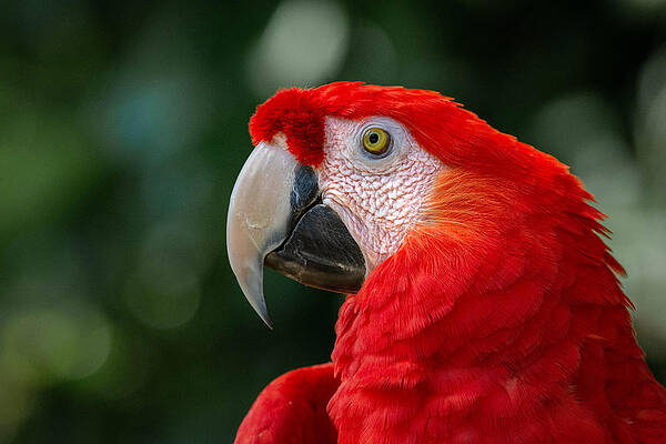 Wall Art featuring the photograph Scarlet Red Macaw by Rebecca Herranen