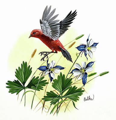 Scarlet Tanager And Blue Columbine Print