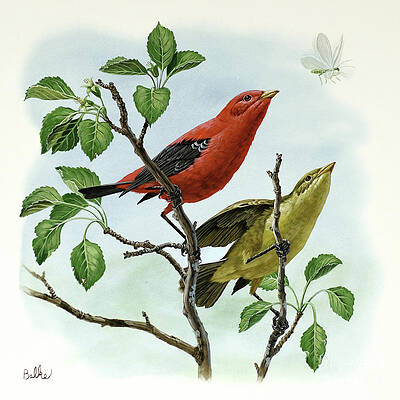 Scarlet Tanager Print