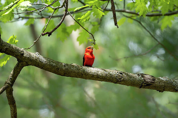 Large Photograph - Scarlet Tanager by James Overesch