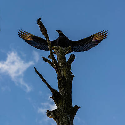 Sky Wall Art featuring the photograph Scavenger King by David Fountain