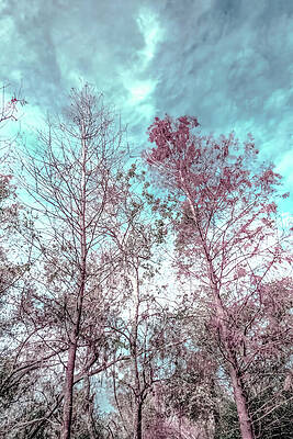 Sky Wall Art featuring the photograph Scene 253E by Sally Fuller