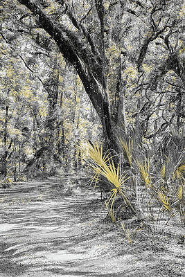 Enchanted Forest Pathway Wall Art