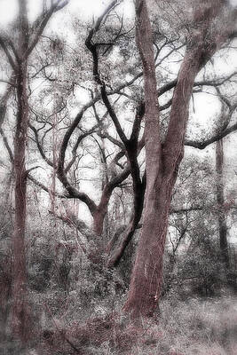 Wall Art featuring the photograph Scene-86-2A by Sally Fuller