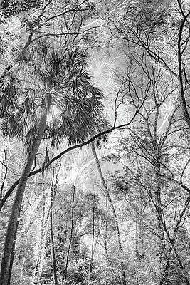 Wall Art featuring the photograph Scene-94-1-2C by Sally Fuller