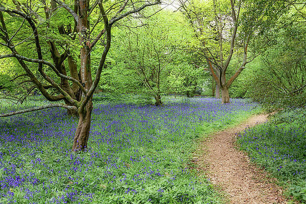 Scenic Woodland Path Wall Art