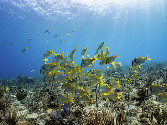 Fish Photograph - Schooling Fish In The Sunshine by Brian Weber