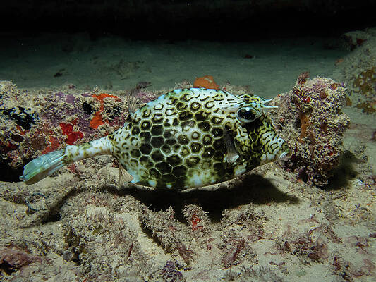 Underwater Wall Art featuring the photograph Scrawled Cowfish by Brian Weber