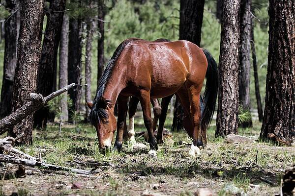 Nature Photograph - Scrounging In The Forest by American Landscapes
