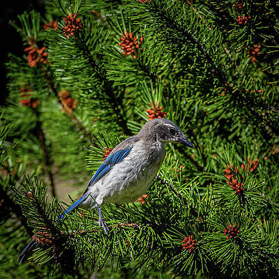 California Wall Art featuring the photograph Scrub In A Shrub by Tim Lyden