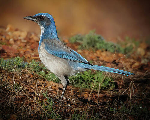 Wall Art featuring the photograph Scrub Jay by Joe Fisher
