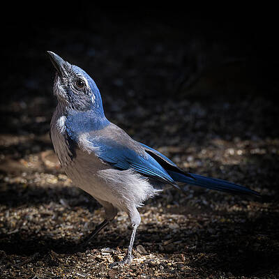 California Wall Art featuring the photograph Scrub Jay Side Profile by Tim Lyden