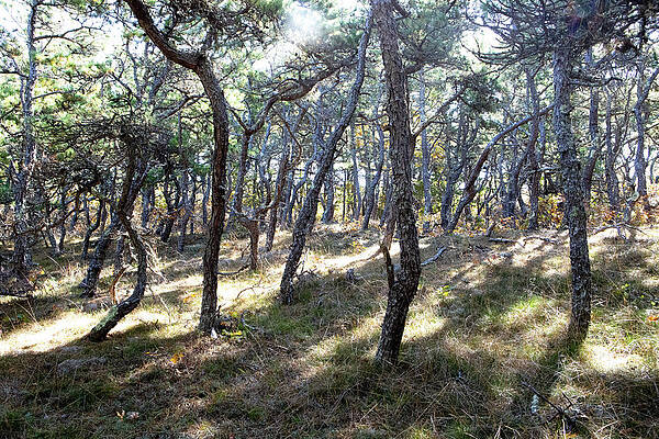 Massachusetts Wall Art featuring the photograph Scrub Pine Forest by Steven David Roberts