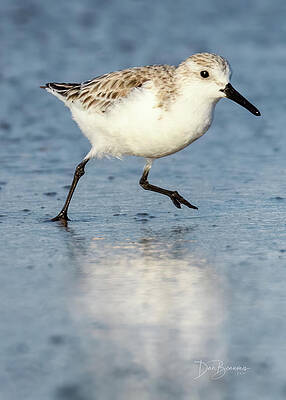 Abstract Photograph - Scurrying #8634 by Dan Beauvais