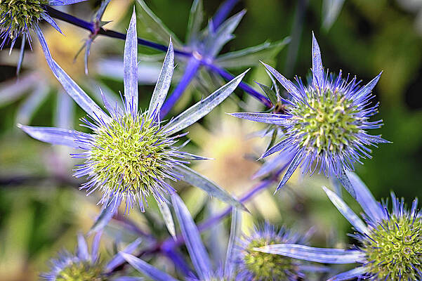 Wall Art featuring the photograph Sea Holly by Steven Nelson