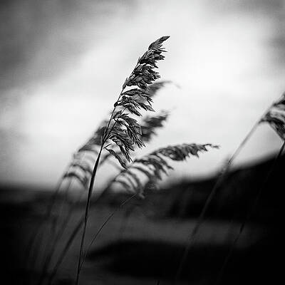 Moody Wall Art featuring the photograph Sea Oats Black And White Beach by Laura Fasulo