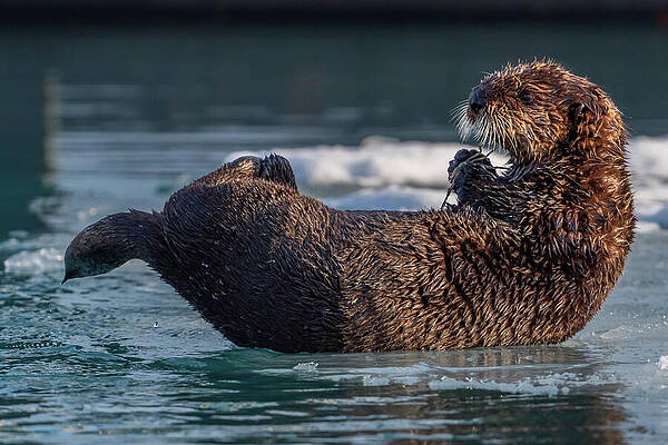 Wall Art featuring the photograph Sea Otter Pup With Crab by Nancy Gleason