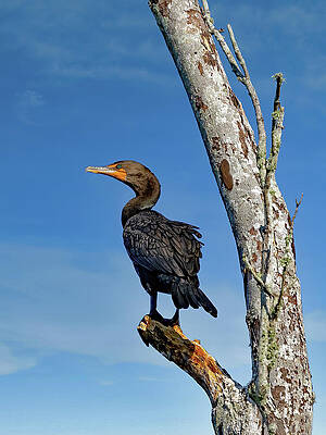 Wall Art featuring the photograph Sea Raven by Gina Fitzhugh