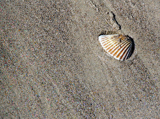 Summer Wall Art featuring the photograph Sea Shell Rests On The Sand by John Twynam