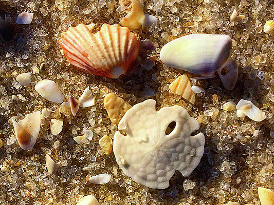 Color Photograph - Sea Shells By The Sea Shore by Greg Lane