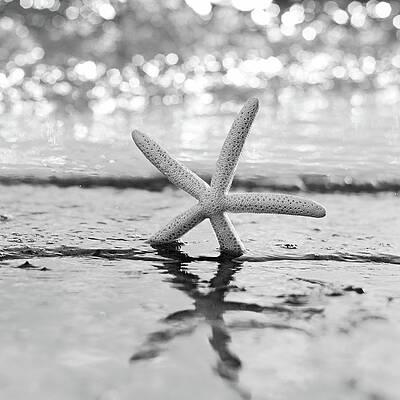 Starfish by the Shore Wall Art