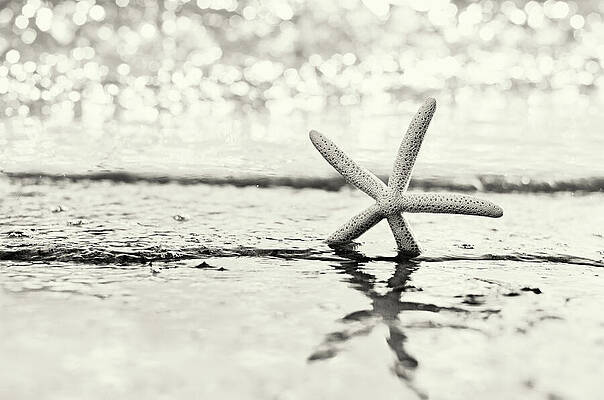 Happy Wall Art featuring the photograph Sea Star Sepia by Laura Fasulo