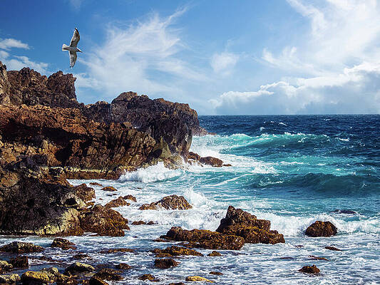Beautiful Photograph - Seabird Aruba by Robert Niemeier