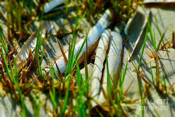 Wall Art featuring the photograph Seagrass And Razor Shells by Debra Banks