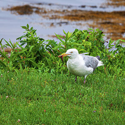 Wall Art featuring the photograph Seagull Eating A Crab - Atlantic Canada by Tatiana Travelways