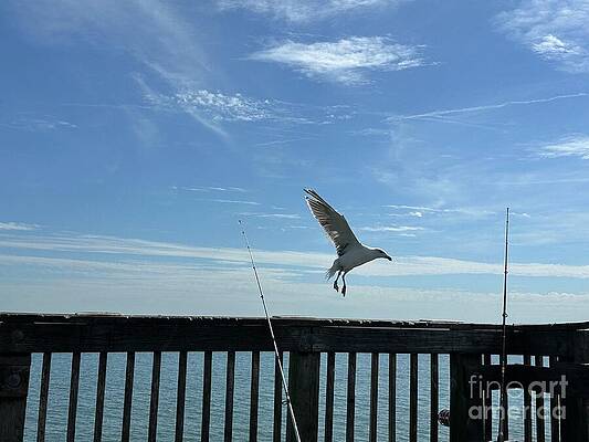 Seagull Flying Over Pier by Catherine Wilson