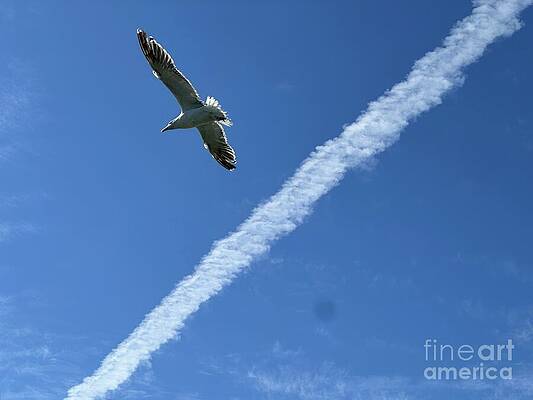 Seagull Flying Under Clear Blue Sky by Catherine Wilson