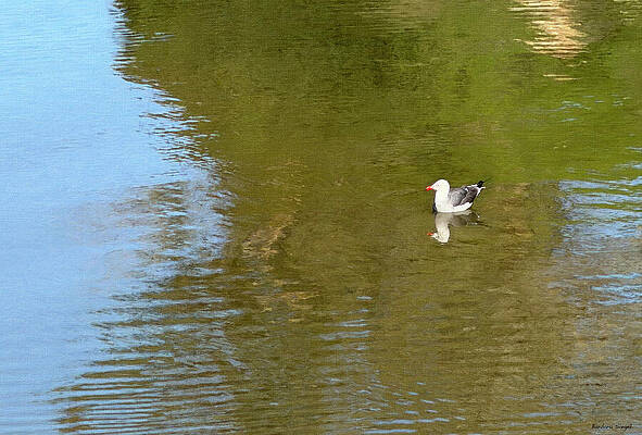 Seagull on Calm Rippling Water Photograph