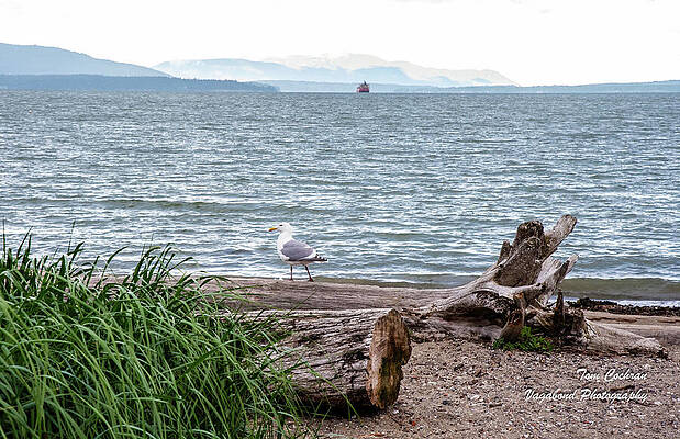 Beach Photograph - Seagull On Glass Beach Driftwood by Tom Cochran