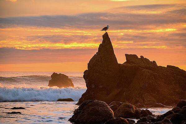 Wall Art featuring the photograph Seagull On Top Of A Rock At Sunset by Matthew DeGrushe