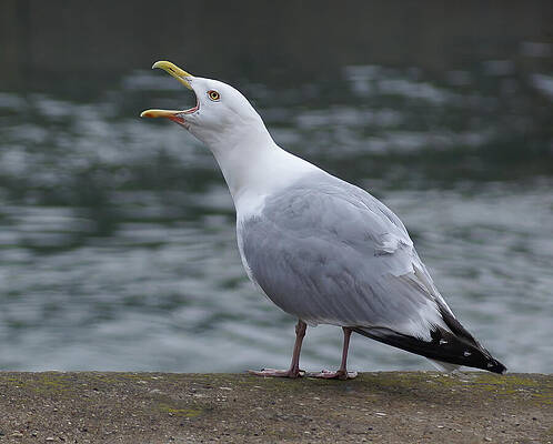 Nature Photograph - Seagull Serenade by Deb Beausoleil