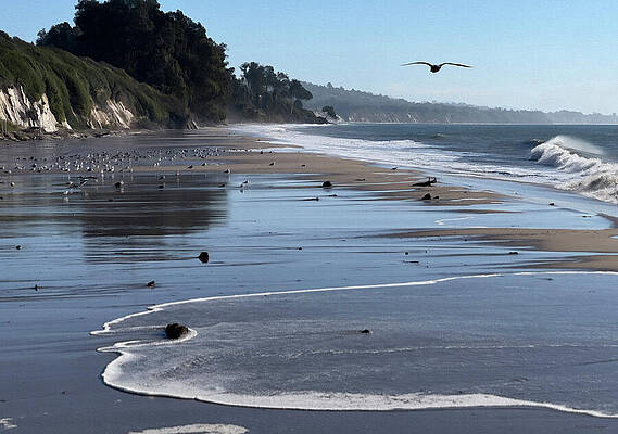 Seagull Soaring Over Serene Beach Photograph