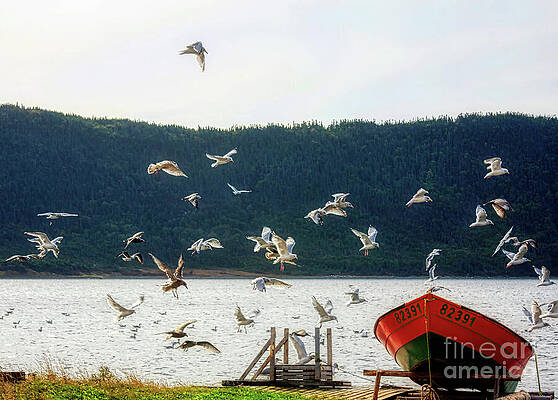 Wall Art featuring the photograph Seagulls Flying Over A Fishing Boat - Newfoundland, Canada by Tatiana Travelways