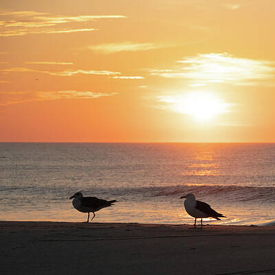 Summer Wall Art featuring the photograph Seagulls In The Sunrise Spotlight by Matthew DeGrushe