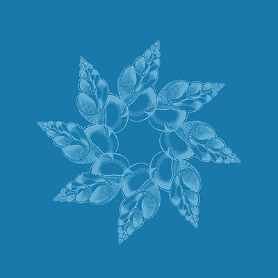 Wall Art featuring the photograph Seashell Flower Art by Printed View