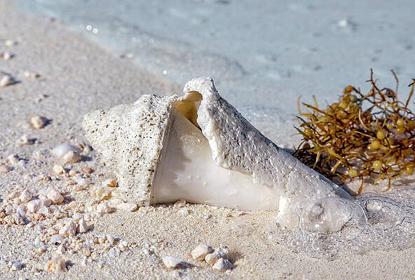 Seashell on Sandy Beach Wall Art