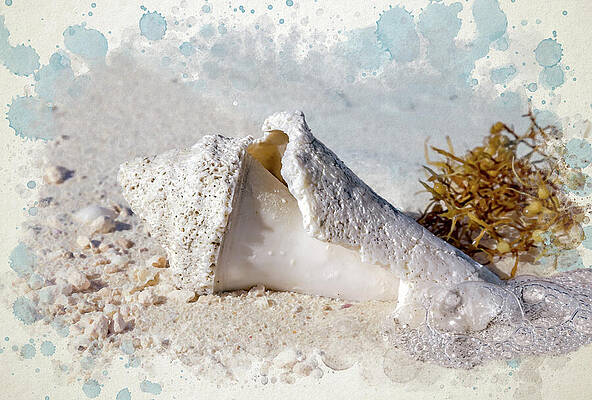 Beach Shell and Seaweed Close-Up Wall Art