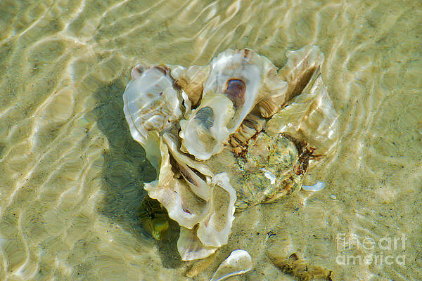 Wall Art featuring the photograph Seashells Seawater Shallows by Debra Banks