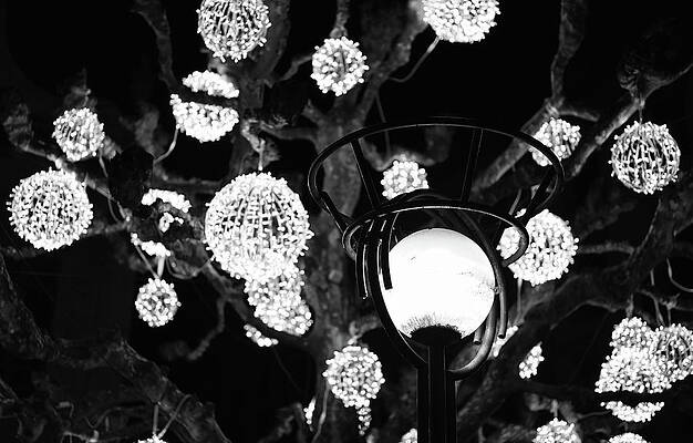 Wall Art featuring the photograph Season Of Lights by Steven Nelson