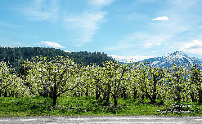Spring Photograph - Seasonal Roadside Stand by Tom Cochran