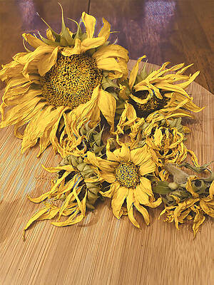 Wall Art featuring the digital art Seasons End by Juliette Becker