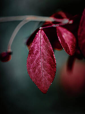 Photograph - Season's Tone by Rich Kovach